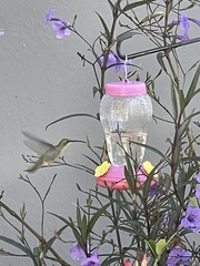 Anthracothorax aurulentus