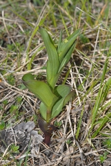 Epipactis atrorubens