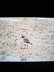 Pluvialis squatarola