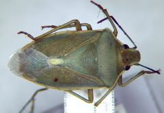 Brachynema germarii