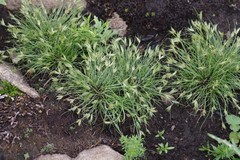 Bulbostylis humilis