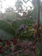 Rhyephenes