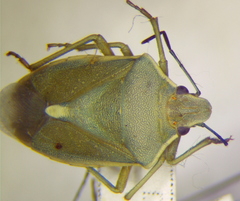Brachynema germarii