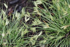 Bulbostylis humilis