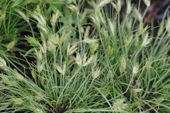 Bulbostylis humilis