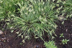 Bulbostylis humilis