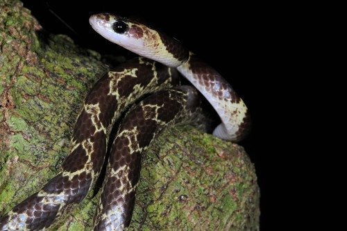 Malayan Bridal Snake