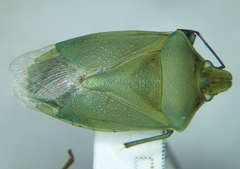 Brachynema germarii