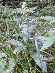 Digitalis viridiflora