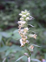 Digitalis viridiflora
