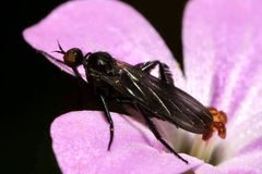 Empis pennipes
