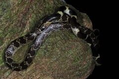 Lycodon subannulatus