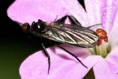 Empis pennipes