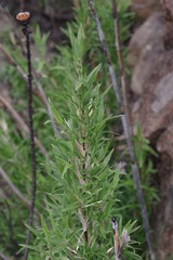 Bergbambos tessellata