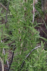 Bergbambos tessellata