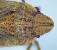 Sciocoris sulcatus