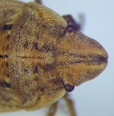 Sciocoris sulcatus