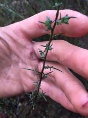 Genista triacanthos