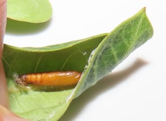 Glyphodes bicoloralis