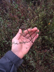 Genista triacanthos