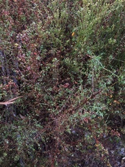 Genista triacanthos