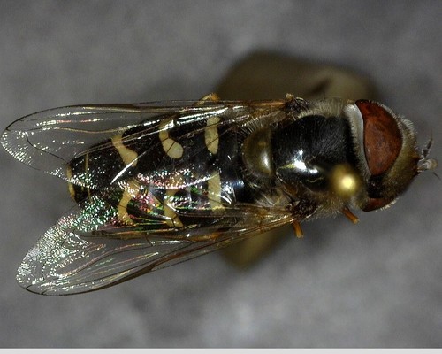 iNaturalist observation photo of White-bowed Smoothwing