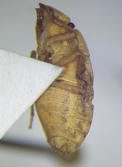 Sciocoris sulcatus