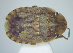 Sciocoris deltocephalus