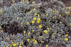 Helichrysum argyrophyllum