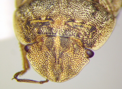 Sciocoris deltocephalus