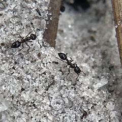 Monomorium viridum