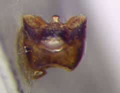 Sciocoris deltocephalus