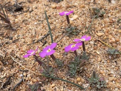 Malcolmia triloba