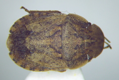 Sciocoris deltocephalus