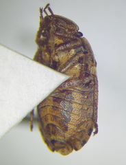 Sciocoris deltocephalus
