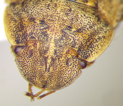 Sciocoris deltocephalus