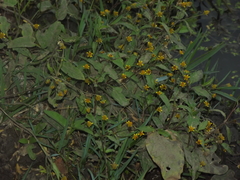 Synedrella nodiflora