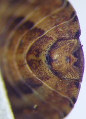 Sciocoris deltocephalus