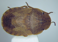 Sciocoris deltocephalus
