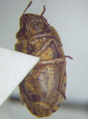 Sciocoris deltocephalus