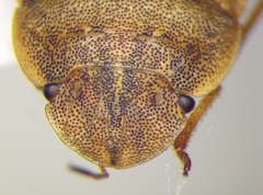 Sciocoris deltocephalus