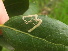 Stigmella variella