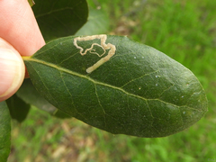 Stigmella variella