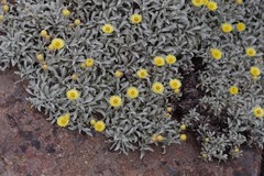 Helichrysum argyrophyllum