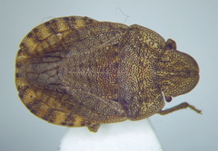 Sciocoris macrocephalus