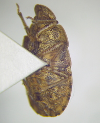 Sciocoris macrocephalus