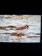 Charadrius hiaticula