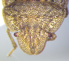 Sciocoris macrocephalus