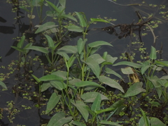 Ipomoea aquatica
