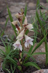 Disa crassicornis